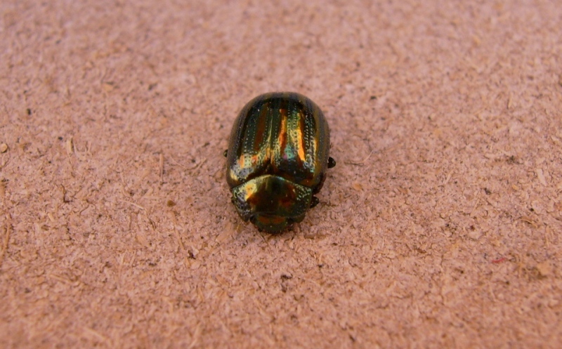 Chrysolina americana